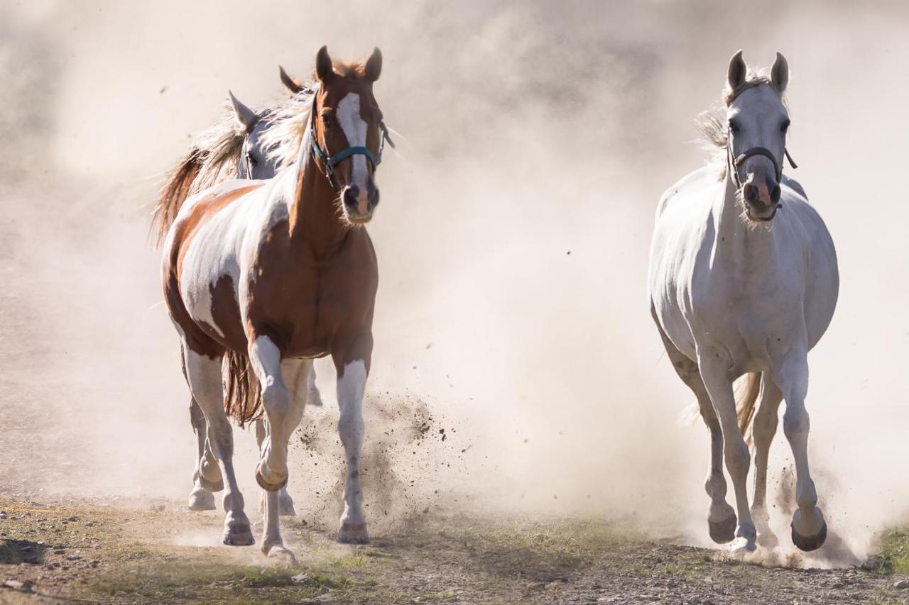 Ranchhouse Bubble - Westernstable - Horse Elterlein Экстерьер фото